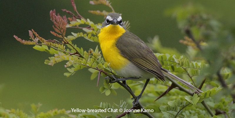Yellow-breasted Chat | Bird Gallery | Houston Audubon